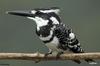 Pied Kingfisher (Ceryle rudis) - wiki