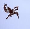 Pied Kingfisher (Ceryle rudis) hovering