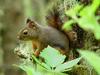 Douglas Squirrel (Tamiasciurus douglasii) - wiki