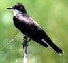 Kingbird (Family: Tyrannidae) - wiki