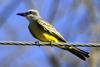 Tropical Kingbird (Tyrannus melancholicus) - wiki