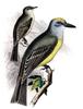 Couch's Kingbird (Tyrannus couchii) - wiki