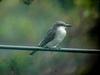 Gray Kingbird (Tyrannus dominicensis) - wiki