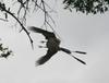 Scissor-tailed Flycatcher (Tyrannus forficatus) - wiki