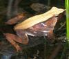 Darwin's Frog (Rhinoderma darwinii) - wiki