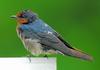 Pacific Swallow (Hirundo tahitica) - wiki