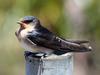 Welcome Swallow (Hirundo neoxena) - wiki