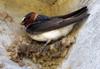 Cliff Swallow (Petrochelidon pyrrhonota) - wiki