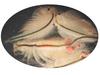 Brine Shrimp / Sea-Monkey (Family: Artemiidae, Genus: Artemia) - wiki