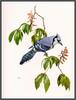 Douglas Pratt - Blue Jay (Art), Cyanocitta cristata