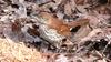 Brown Thrasher (Toxostoma rufum) - wiki
