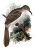 Le Conte's Thrasher (Toxostoma lecontei) - wiki