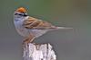 Chipping Sparrow (Spizella passerina) - wiki