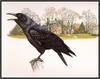 Douglas Pratt - American Crow (Art), Corvus brachyrhynchos