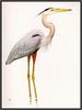 Douglas Pratt -  Great Blue Heron (Art), Ardea herodias