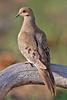 Mourning Dove (Zenaida macroura) - wiki
