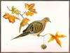 Douglas Pratt - Mourning Dove (Art), Zenaida macroura
