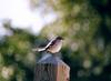 Northern Mockingbird (Mimus polyglottos) - wiki