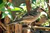 Chalk-browed Mockingbird (Mimus saturninus) - Brazil