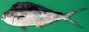 Pompano Dolphinfish (Coryphaena equiselis) - Wiki