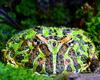 Argentine Horned Frog (Ceratophrys ornata) - Wiki