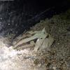 Surinam Horned Frog (Ceratophrys cornuta) - Wiki
