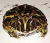 Cranwell's Horned Frog (Ceratophrys cranwelli) - Wiki
