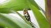 Harlequin Poison Dart Frog (Dendrobates histrionicus) - Wiki