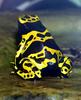Yellow-banded Poison Dart Frog (Dendrobates leucomelas) - Wiki