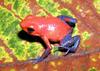 Strawberry Poison Dart Frog (Dendrobates pumilio) - Wiki