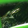 Spot-bellied Poison Dart Frog (Dendrobates ventrimaculatus) - Wiki