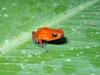 Poison Dart Frog (Family: Dendrobatidae, Genus: Dendrobates) - Wiki