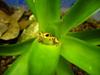 Poison Dart Frog (Family: Dendrobatidae) - Wiki