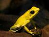 Golden Poison Dart Frog (Phyllobates terribilis) - Wiki