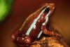 Phantasmal Poison Frog (Epipedobates tricolor) - closeup