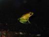 Black-legged Dart Frog (Phyllobates bicolor) - Wiki
