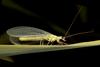 Green Lacewings (Family: Chrysopidae) - Wiki
