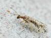 Brown Lacewing (Family: Hemerobiidae) - Wiki
