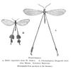 Spoonwing Lacewing (Family: Nemopteridae) - Wiki