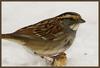 White-throated Sparrow (Zonotrichia albicollis) - Tan-striped form