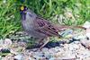 Golden-crowned Sparrow (Zonotrichia atricapilla) - Wiki