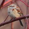 American Tree Sparrow (Spizella arborea) - Wiki