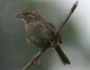 Bachman's Sparrow (Aimophila aestivalis) - Wiki