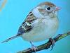 Field Sparrow (Spizella pusilla) - Wiki