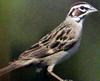 Lark Sparrow (Chondestes grammacus) - Wiki