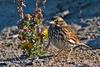 Savannah Sparrow (Passerculus sandwichensis) - Wiki