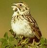 Baird's Sparrow (Ammodramus bairdii) - Wiki