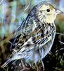 Grasshopper Sparrow (Ammodramus savannarum) - Wiki