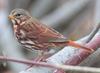 Red Fox Sparrow (Passerella iliaca iliaca) - Wiki