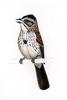 Sierra Madre Sparrow (Xenospiza baileyi) - Wiki